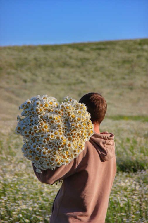 A person in a pale hooded top carrying a huge armful of daisies over one shoulder, crossing a meadow under a clear blue sky.