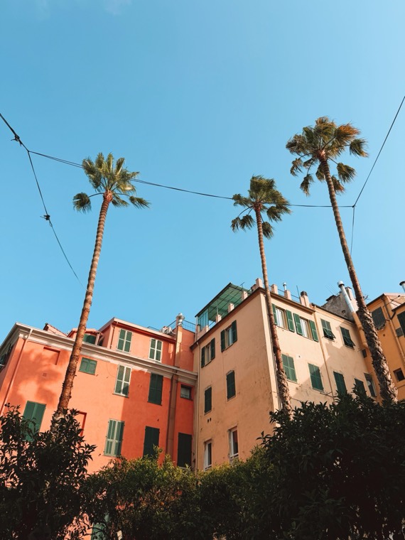 Palm trees against a clear blue sky above pastel apartment buildings with green shutters
